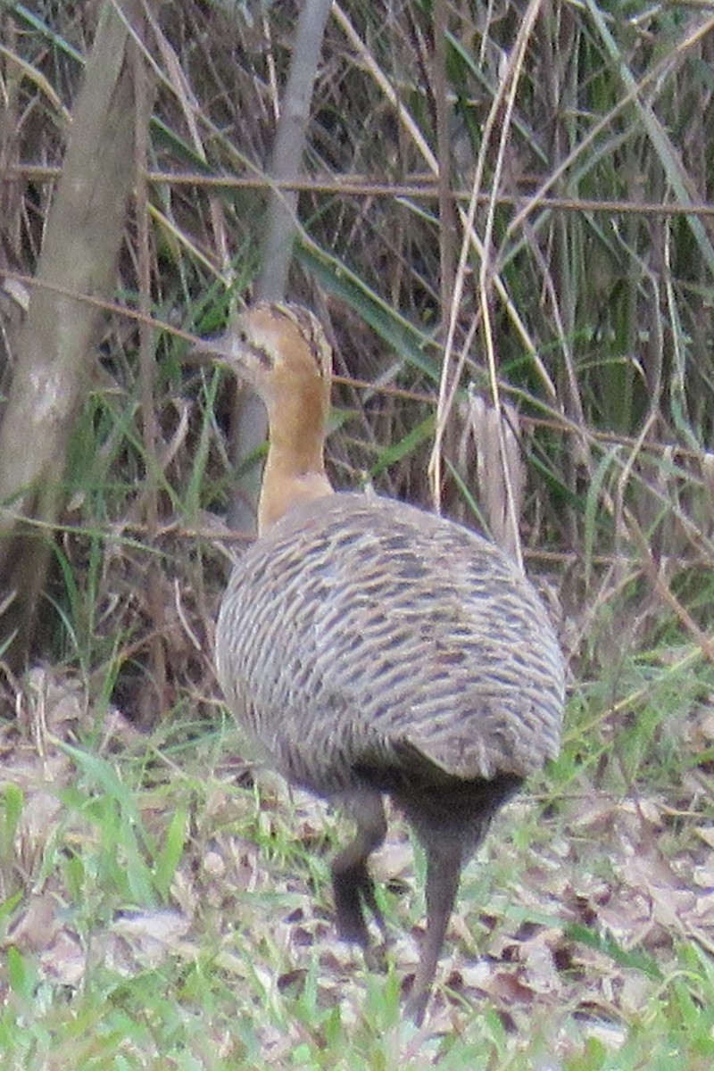 Red-winged Tinamou - Anonymous