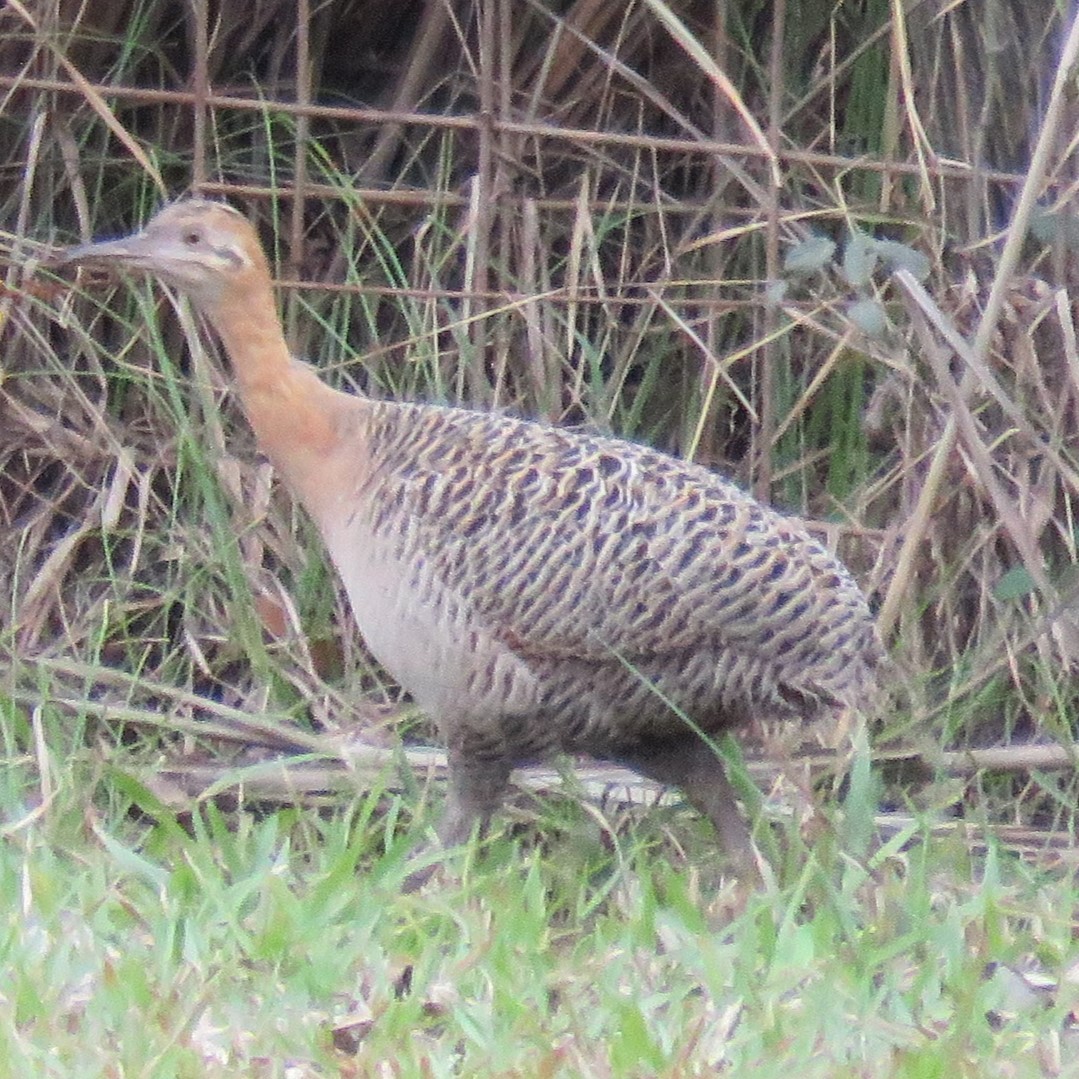 Red-winged Tinamou - ML622839123