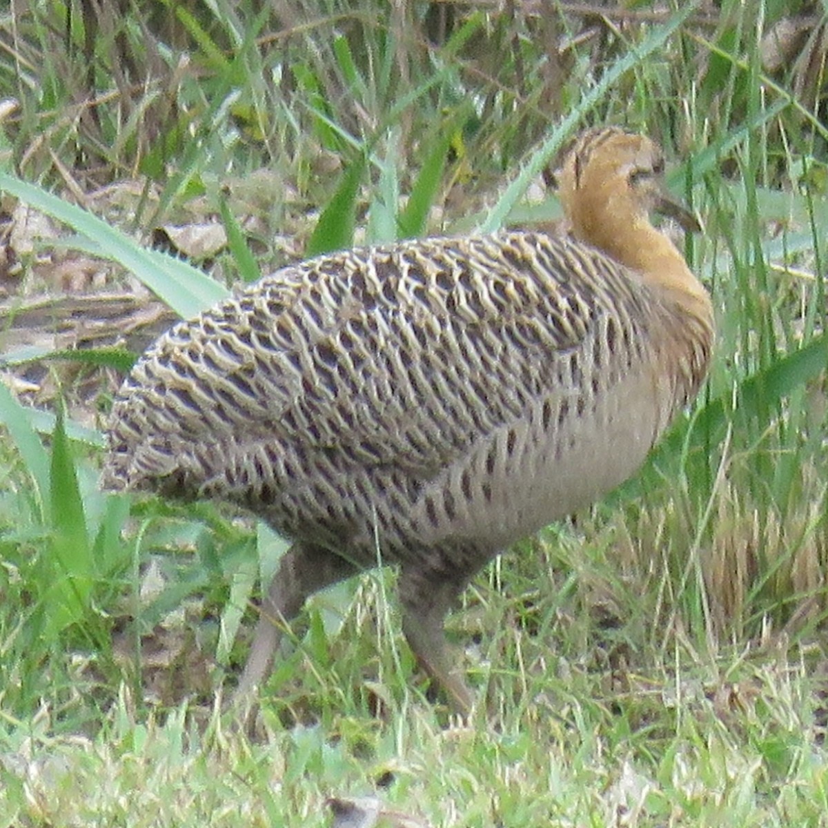 Red-winged Tinamou - ML622839124