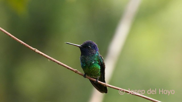 Golden-tailed Sapphire - ML622839205