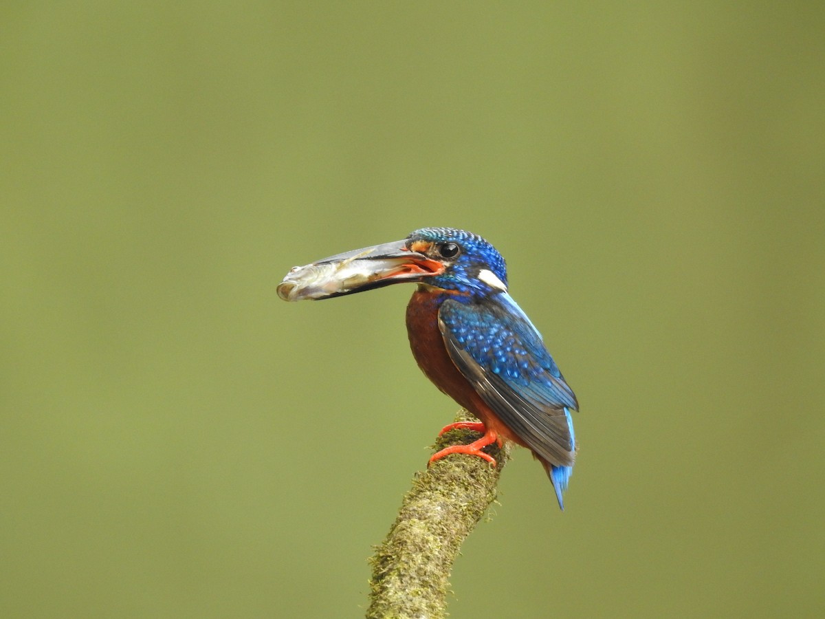 Blue-eared Kingfisher - ML622839285