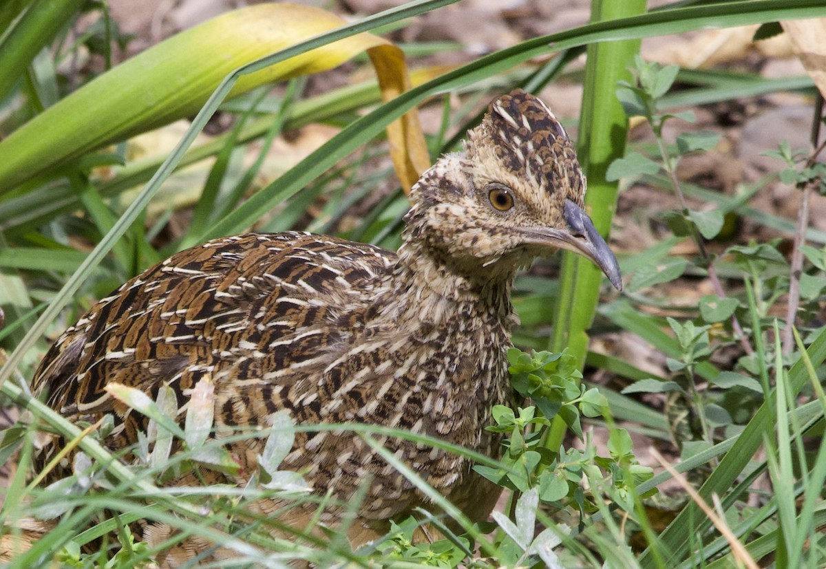 Andean Tinamou - ML622839327