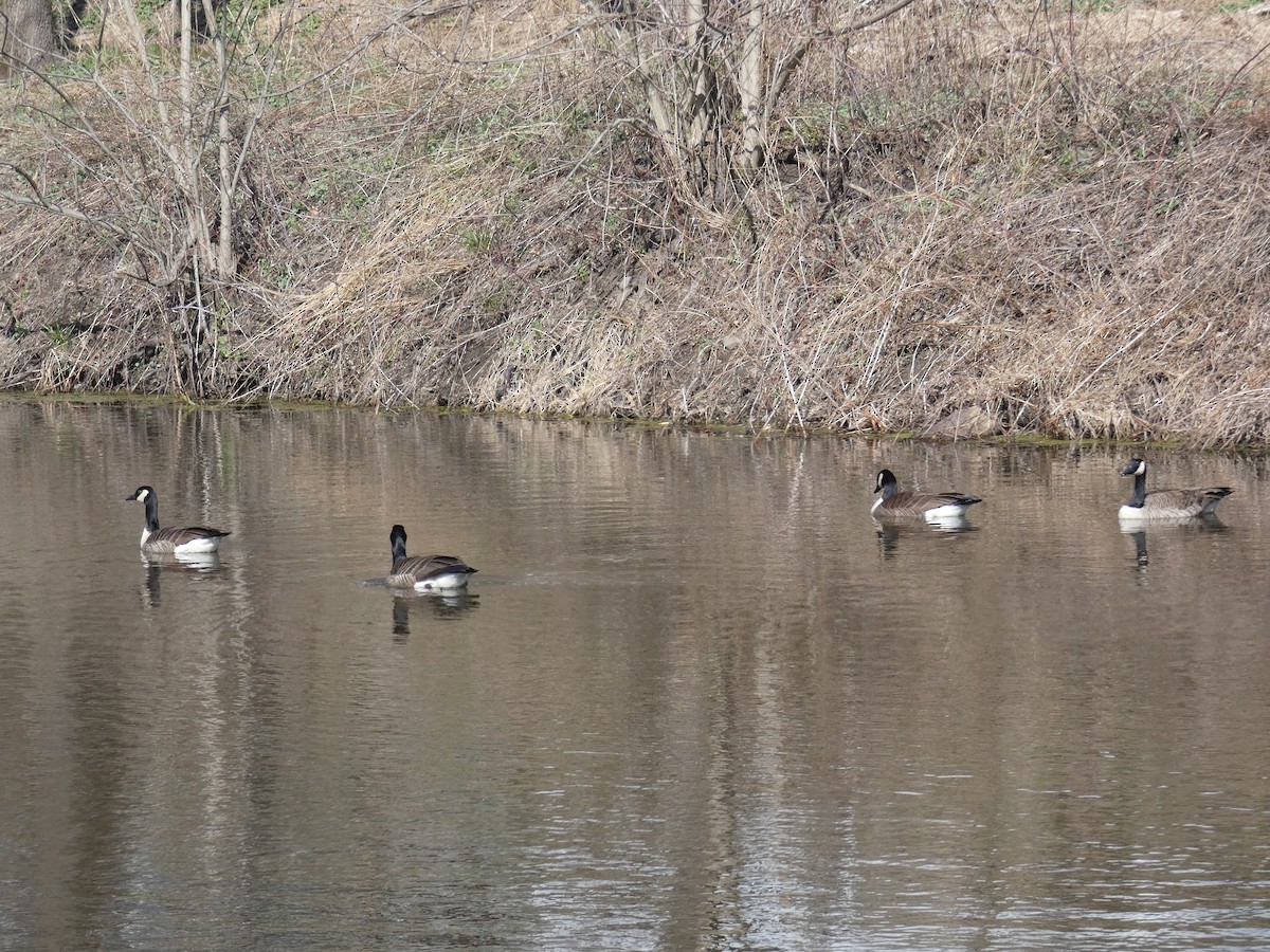 Canada Goose - ML622839330