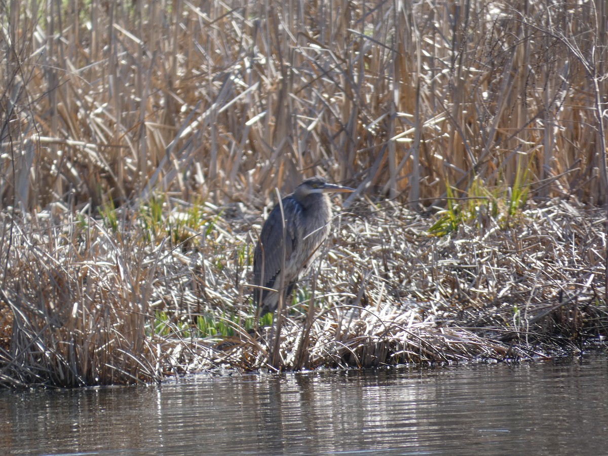 Great Blue Heron - ML622839338