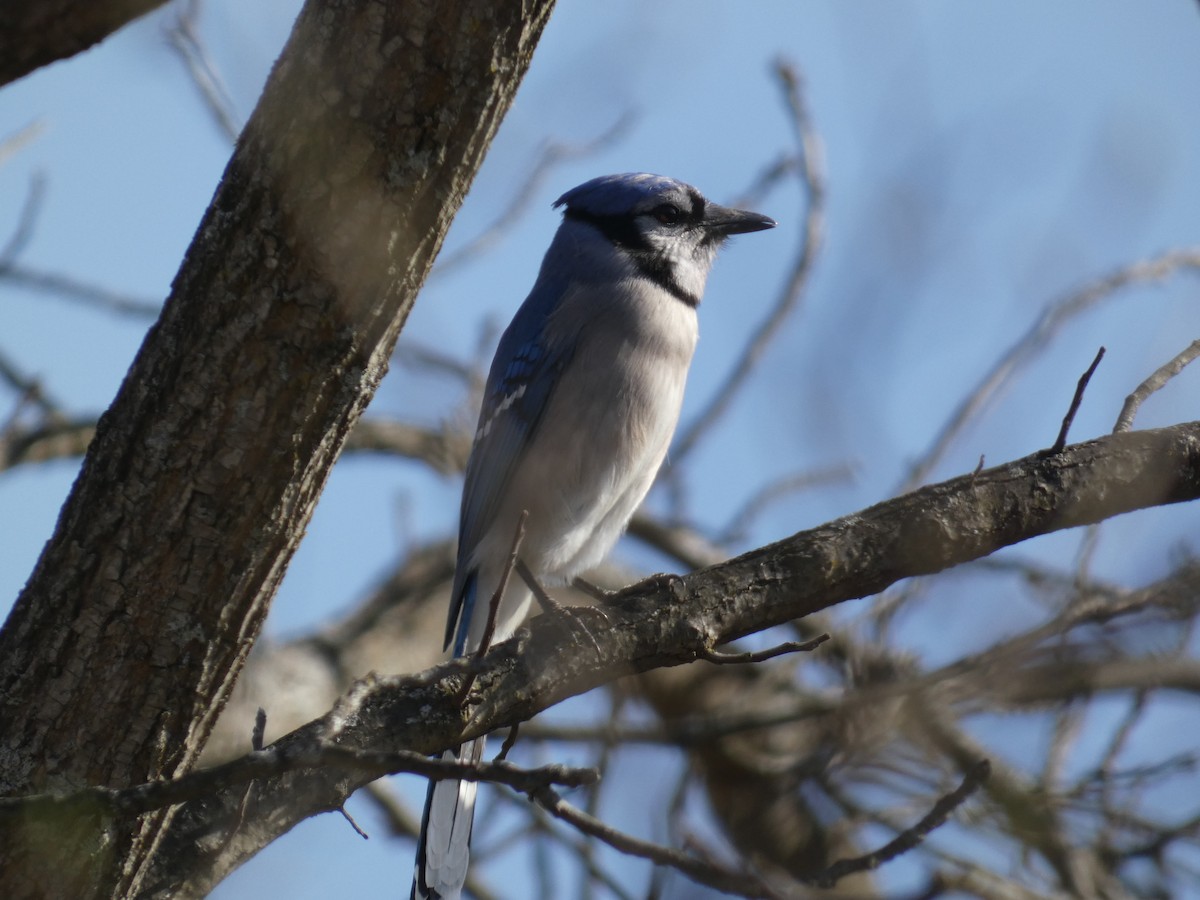 Blue Jay - ML622839342