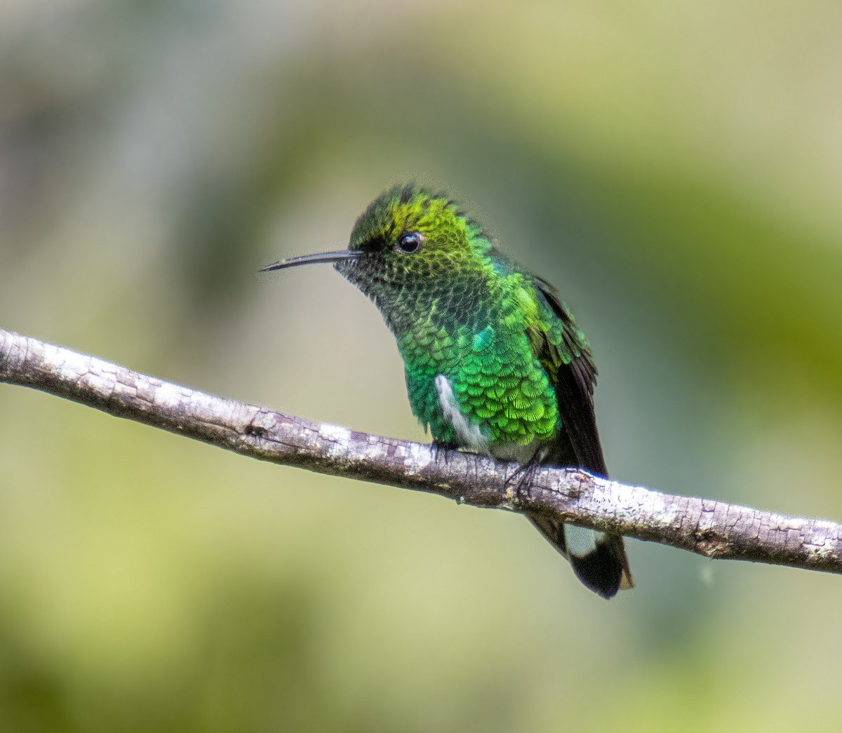 White-tailed Emerald - ML622839346