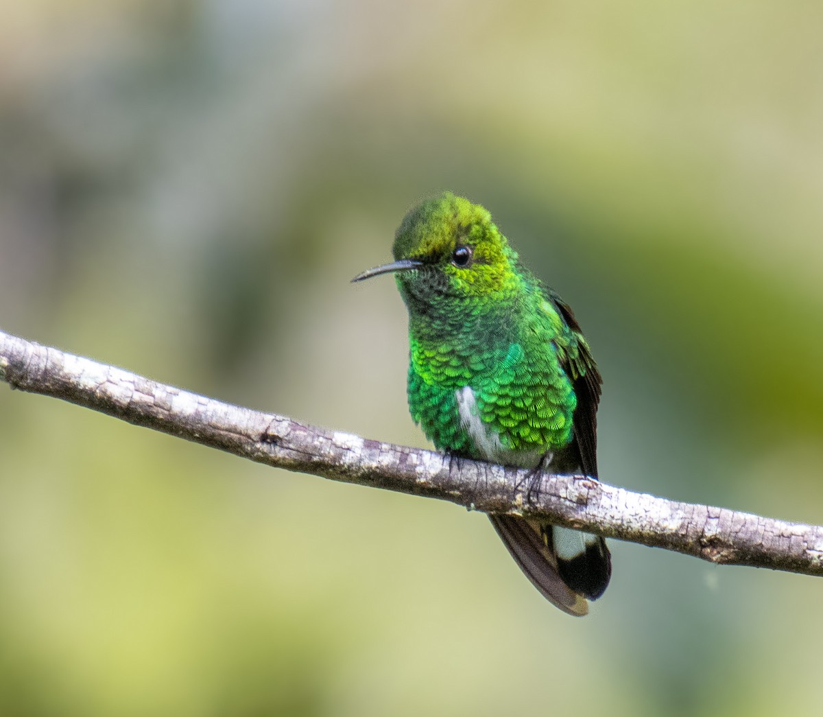 White-tailed Emerald - Mónica Thurman