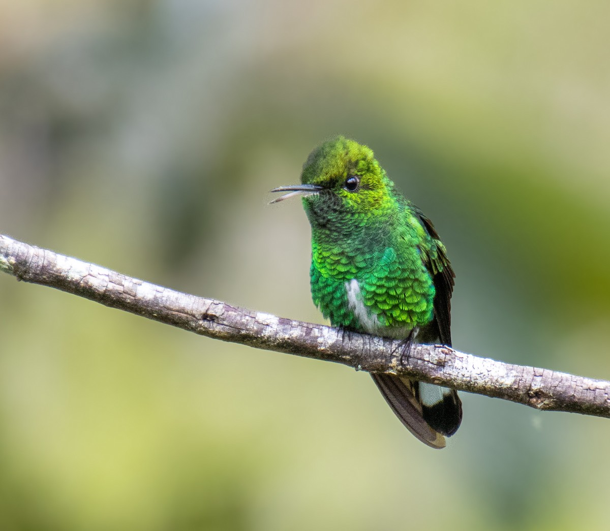 White-tailed Emerald - Mónica Thurman