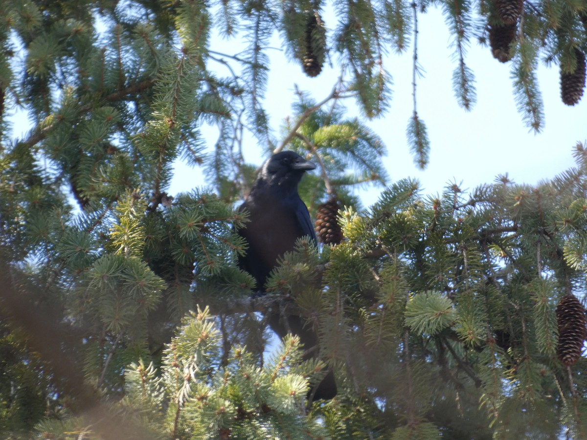 American Crow - ML622839355