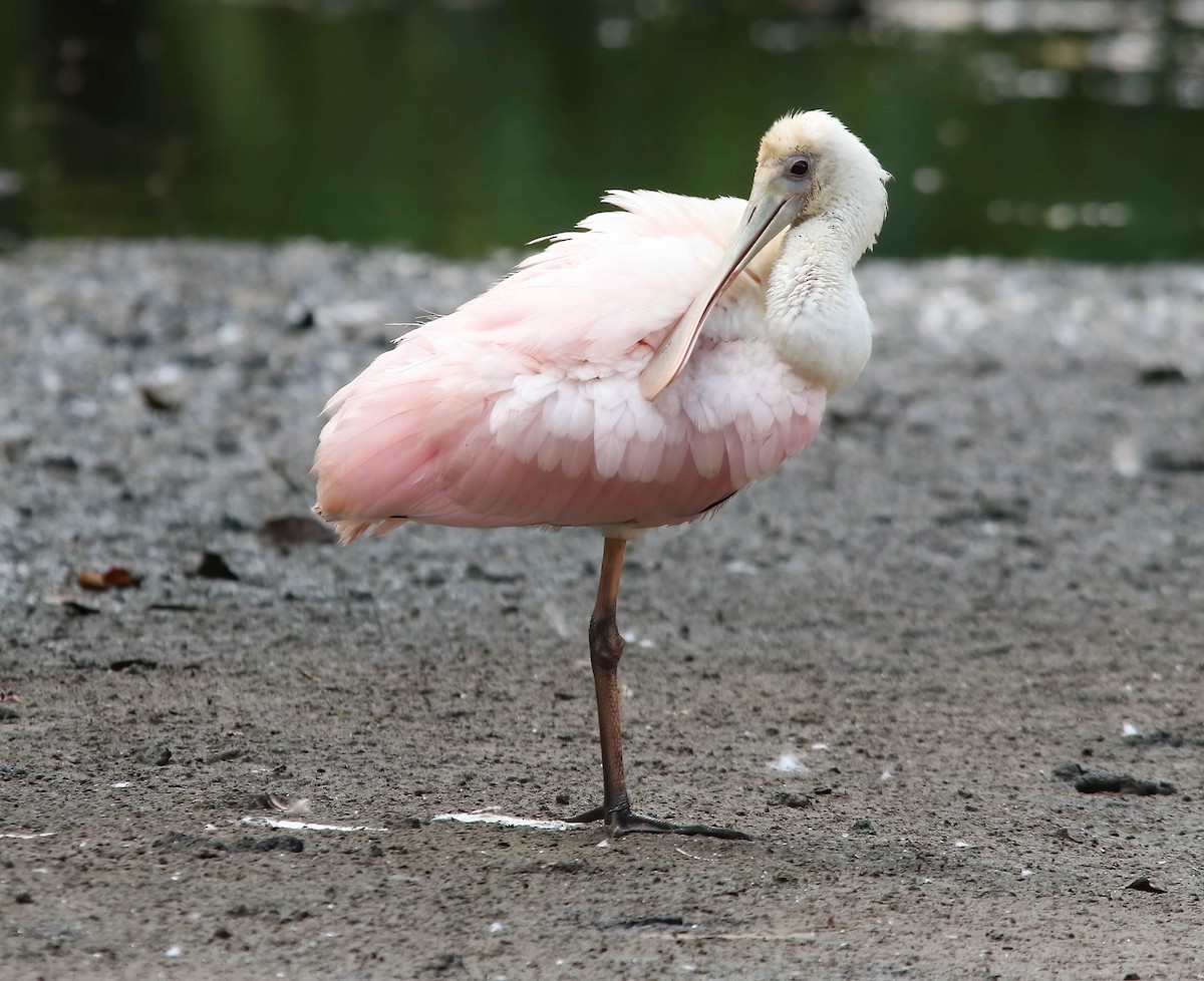 Roseate Spoonbill - ML622839399