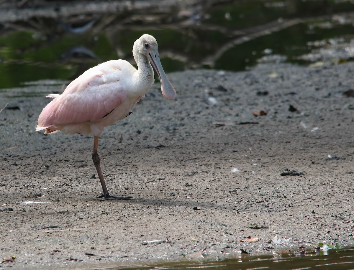 Roseate Spoonbill - ML622839401