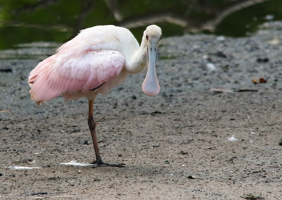 Roseate Spoonbill - ML622839402