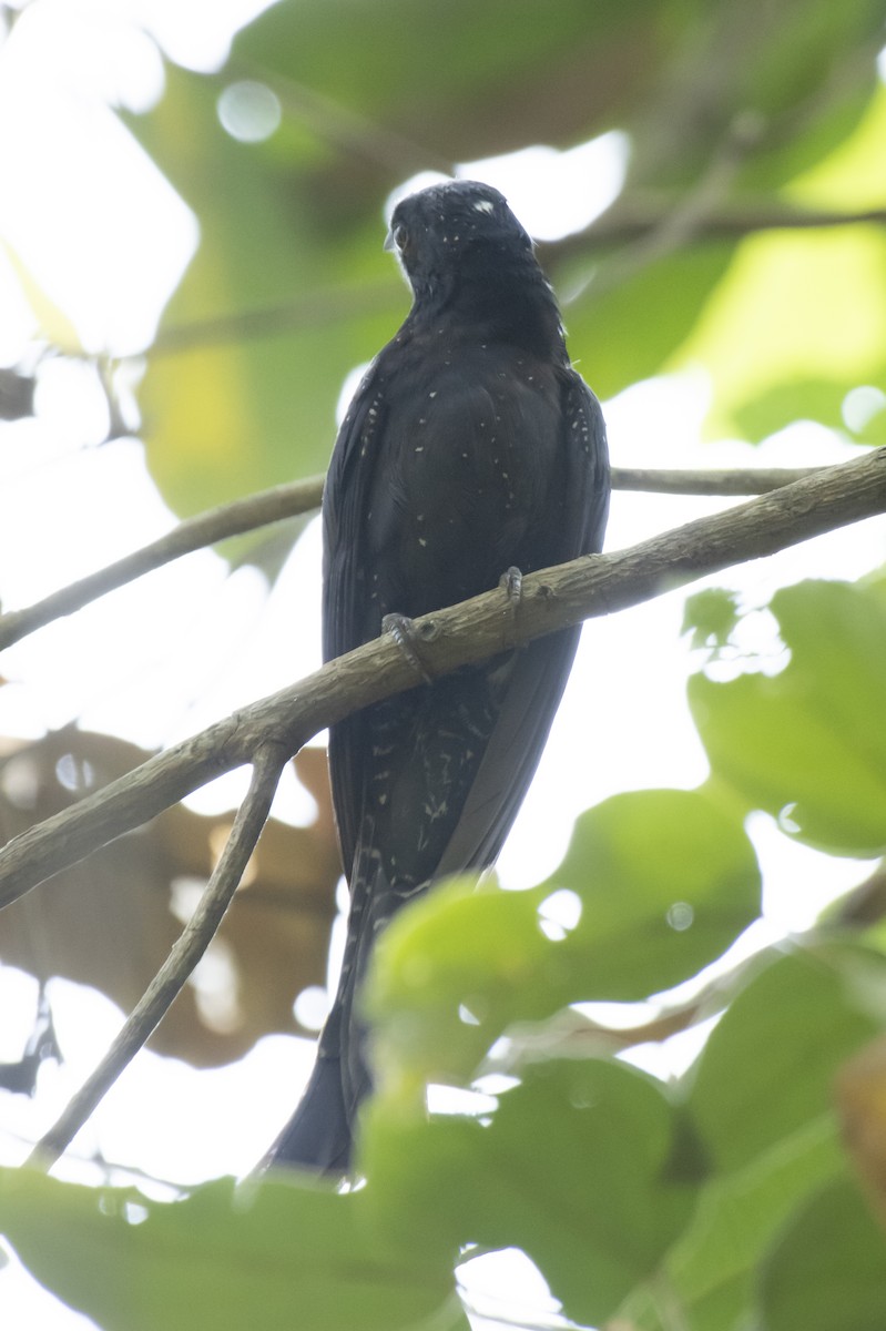 Fork-tailed Drongo-Cuckoo - sreekanth c