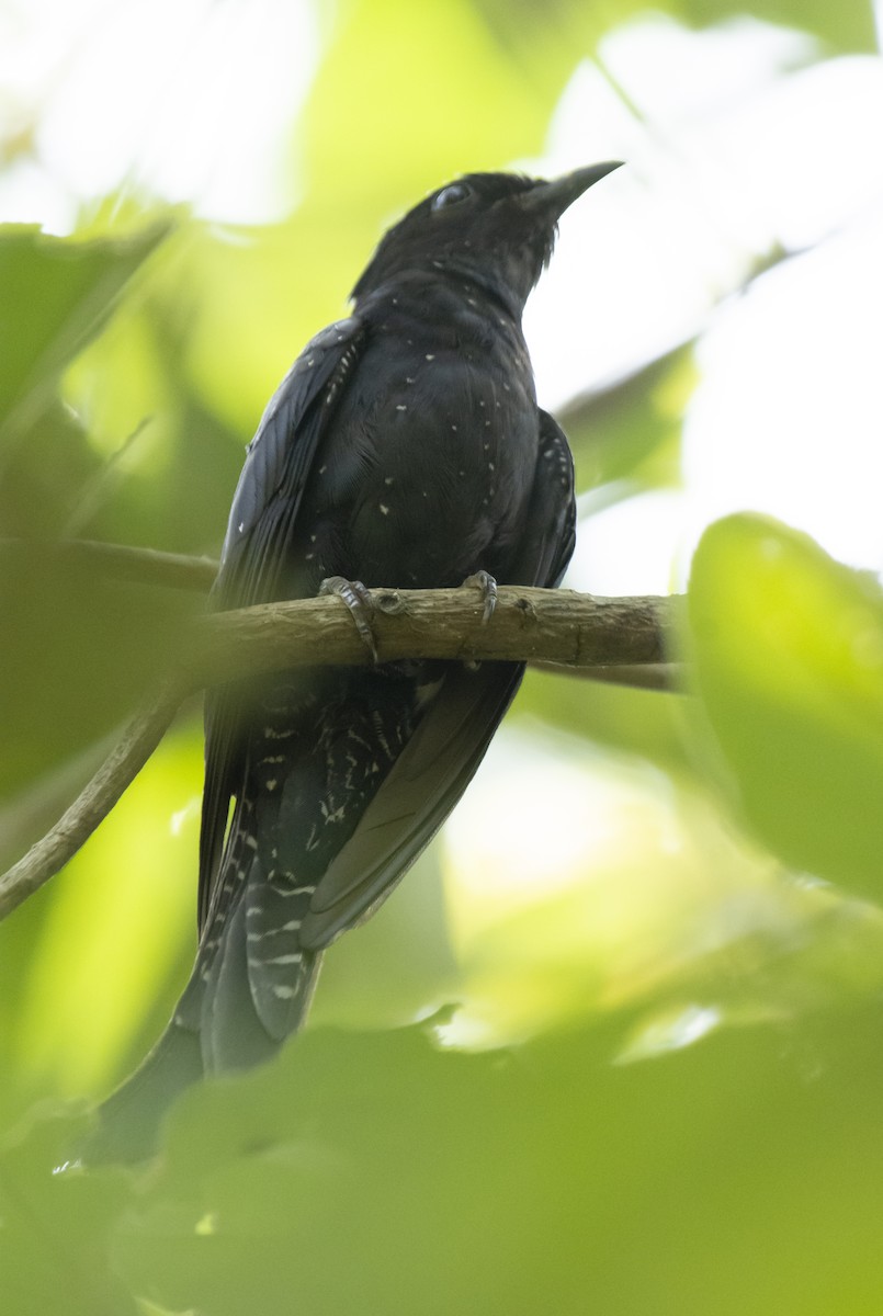 Fork-tailed Drongo-Cuckoo - ML622839407