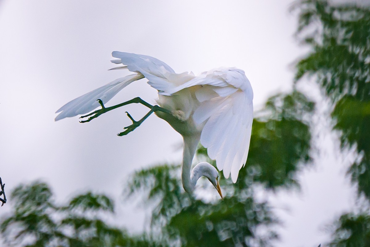 Great Egret - ML622839442