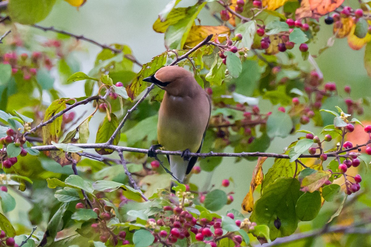 Cedar Waxwing - ML622839459