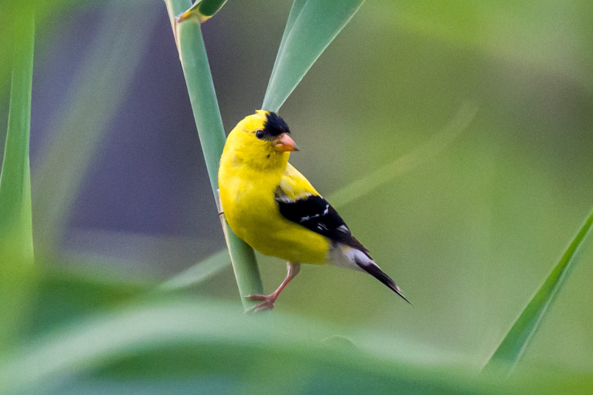 American Goldfinch - Steve Burkholder