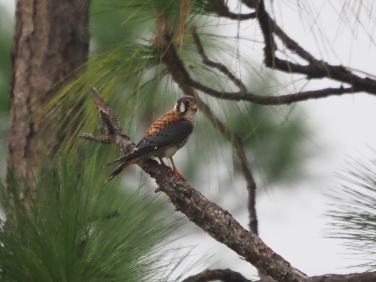 American Kestrel - ML622839470