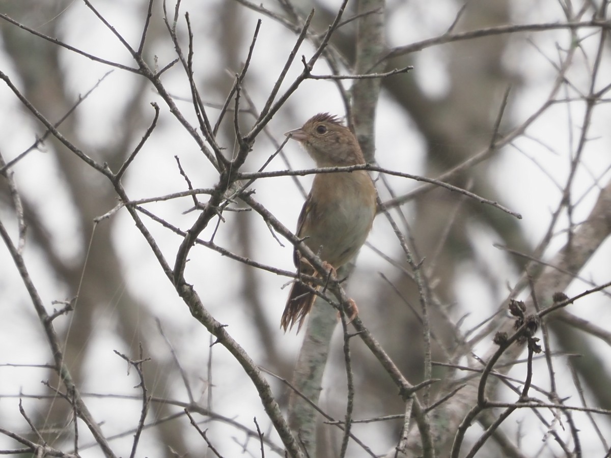 Bachman's Sparrow - ML622839479