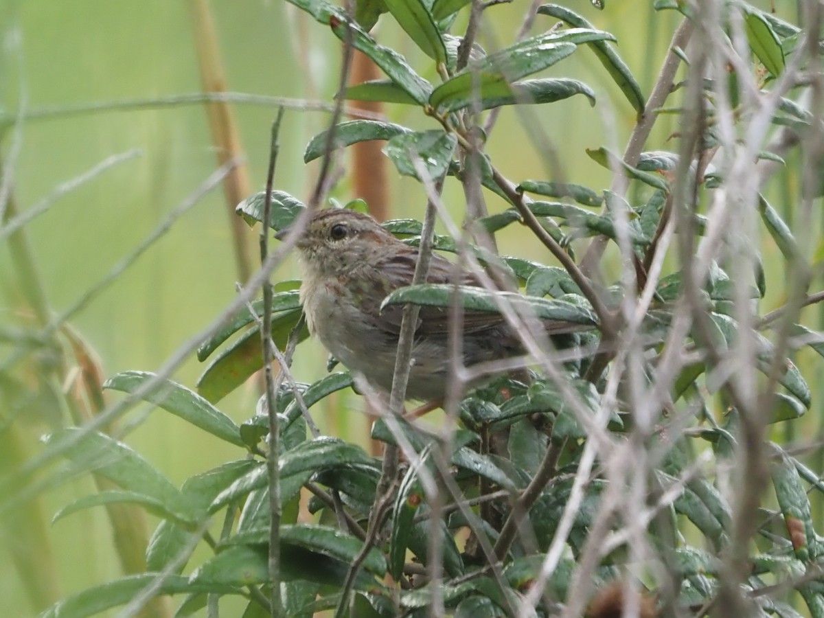 Bachman's Sparrow - ML622839480