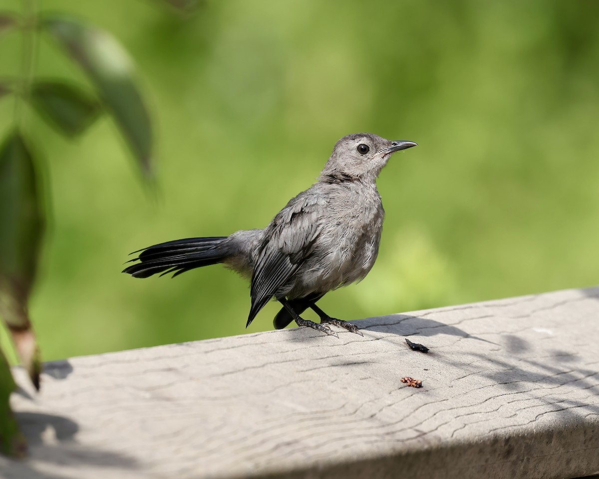 Gray Catbird - ML622839521