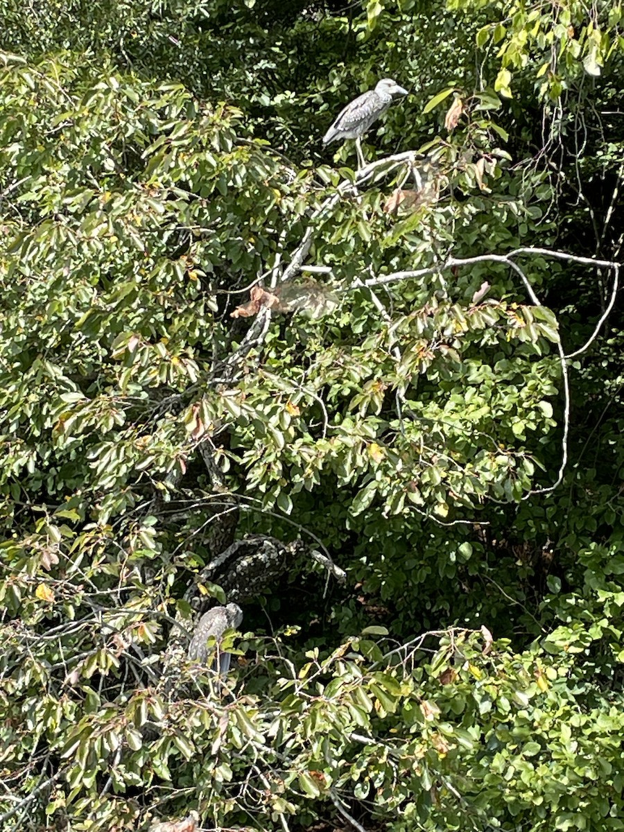 Yellow-crowned Night Heron - ML622839530