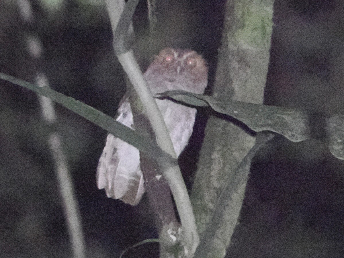 petit-duc sp. (de Puntarenas, forme non décrite) - ML622839531