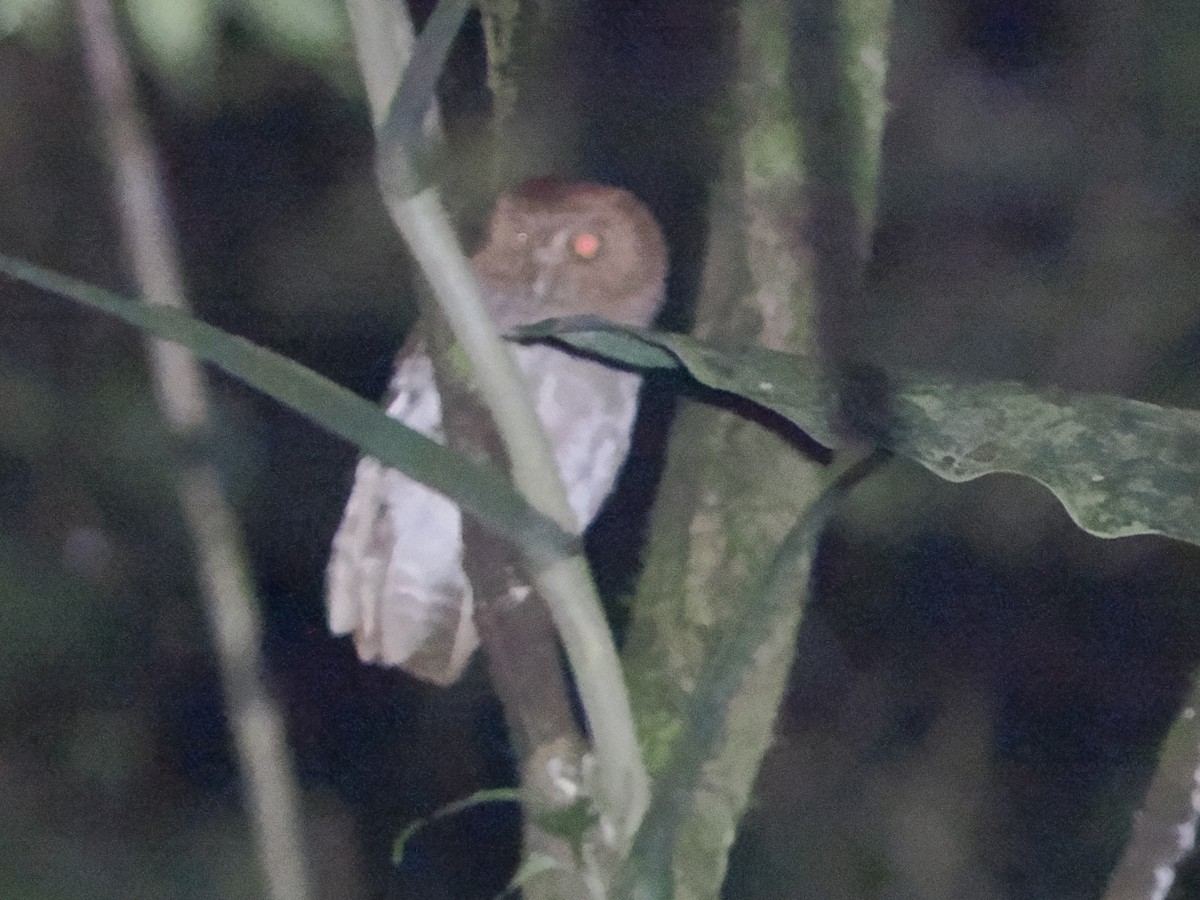 petit-duc sp. (de Puntarenas, forme non décrite) - ML622839544