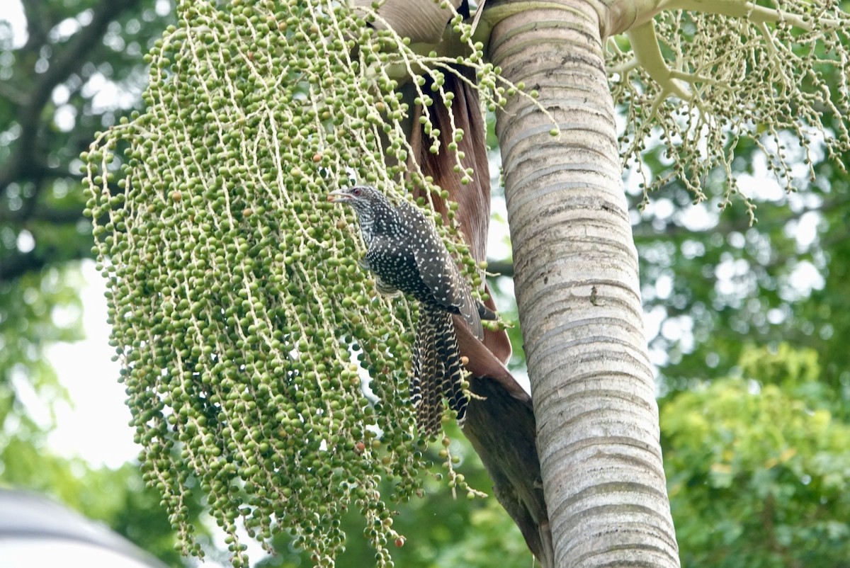 Asian Koel - ML622839550