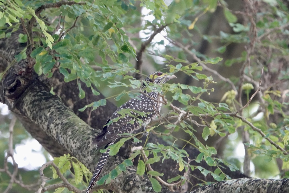 Asian Koel - ML622839551