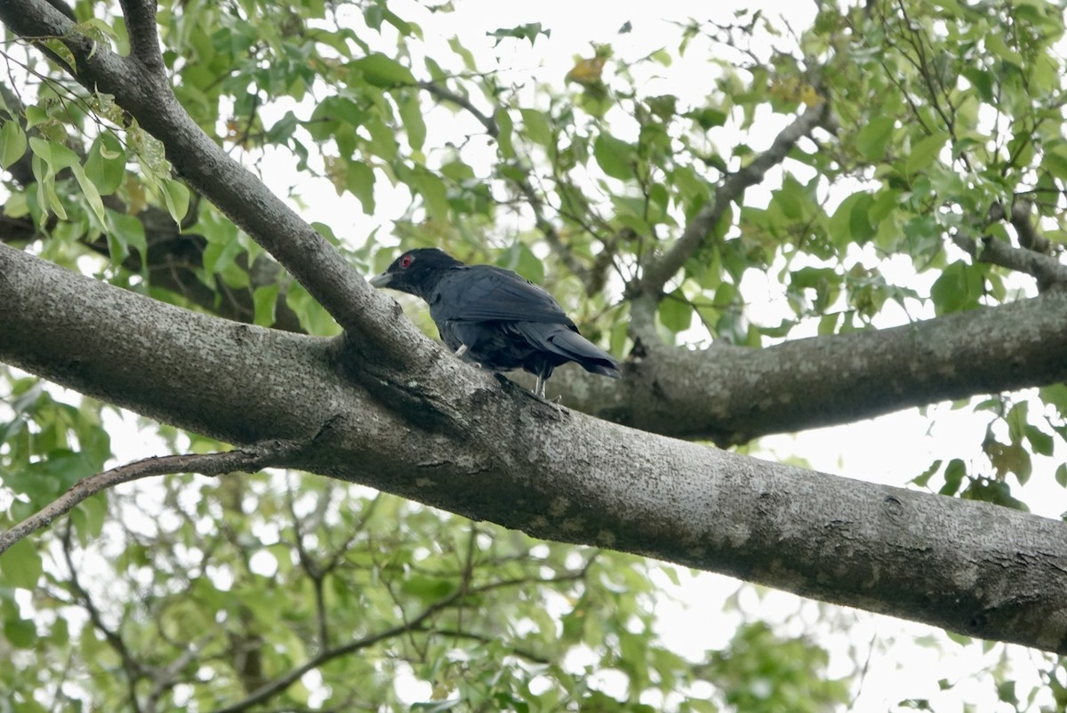Asian Koel - ML622839552