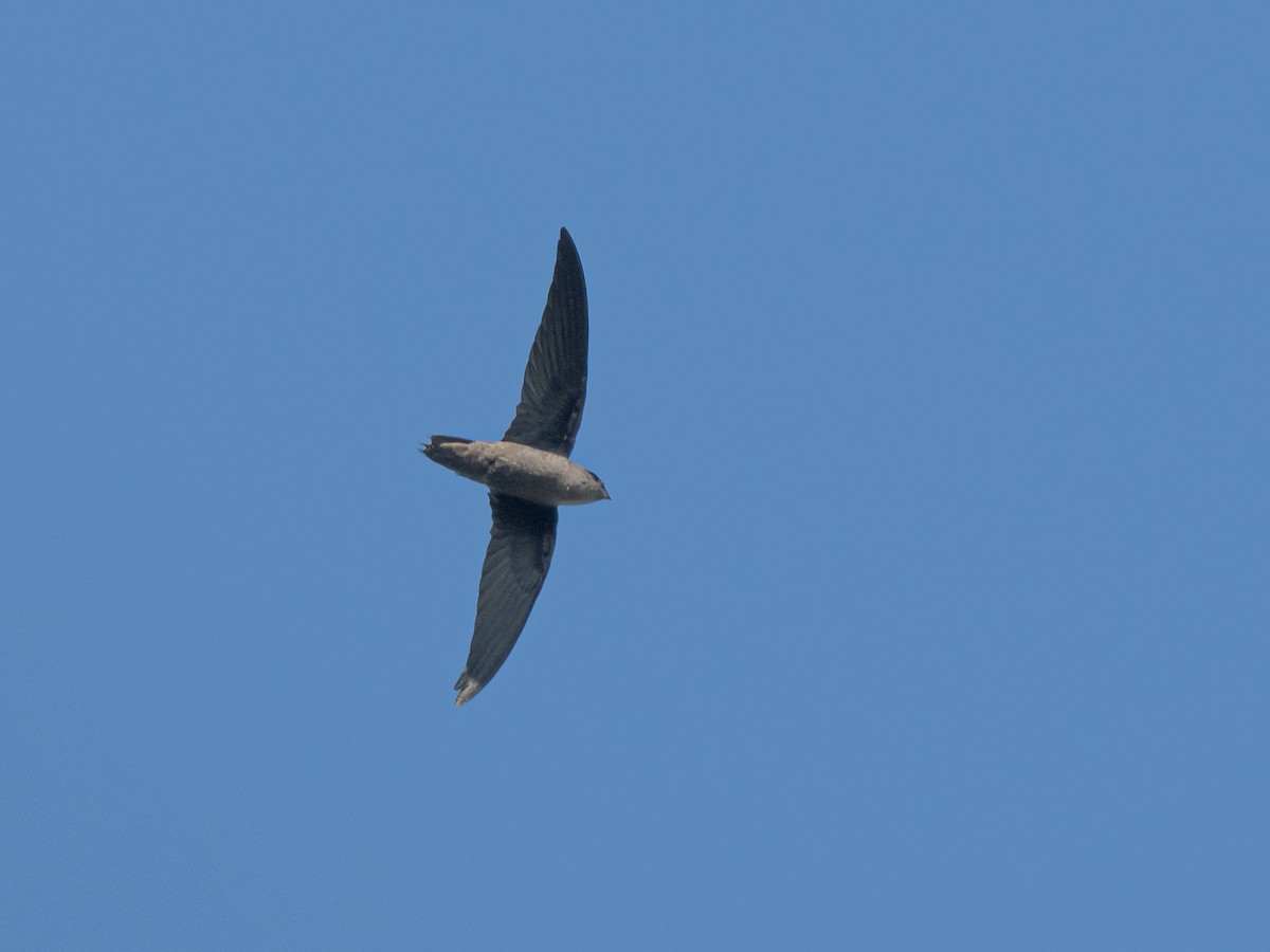 Chimney Swift - James Lukenda