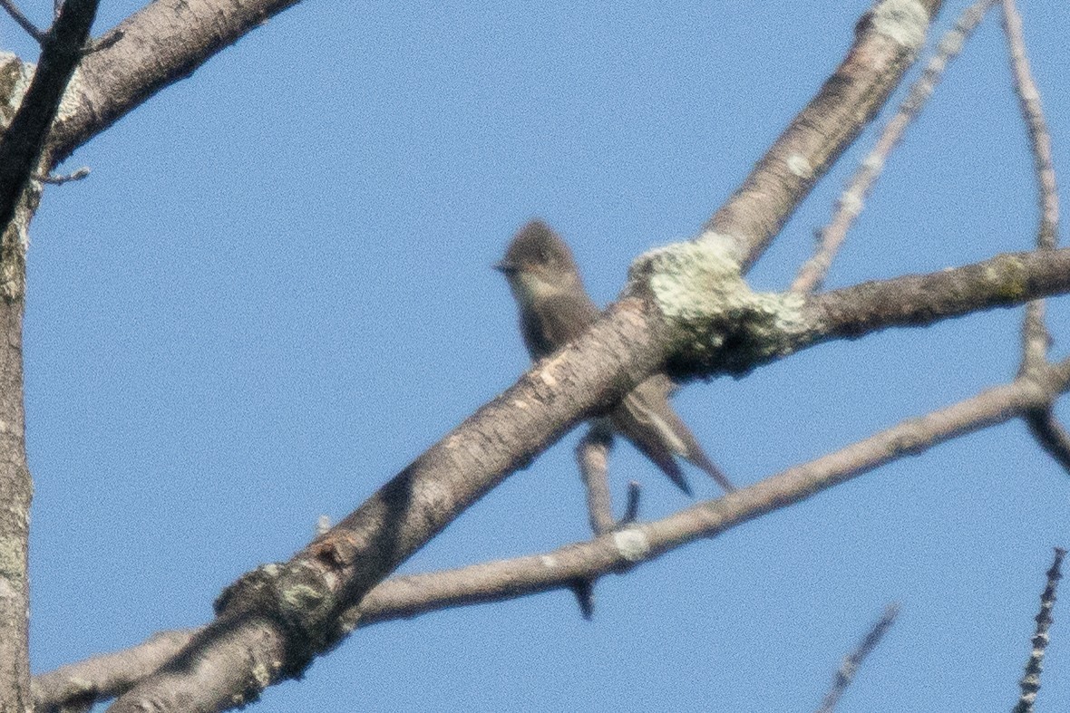 Olive-sided Flycatcher - ML622839590