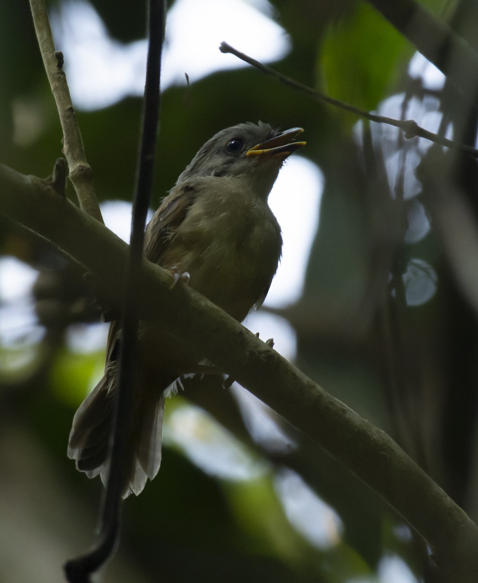 Brown-cheeked Fulvetta - ML622839592