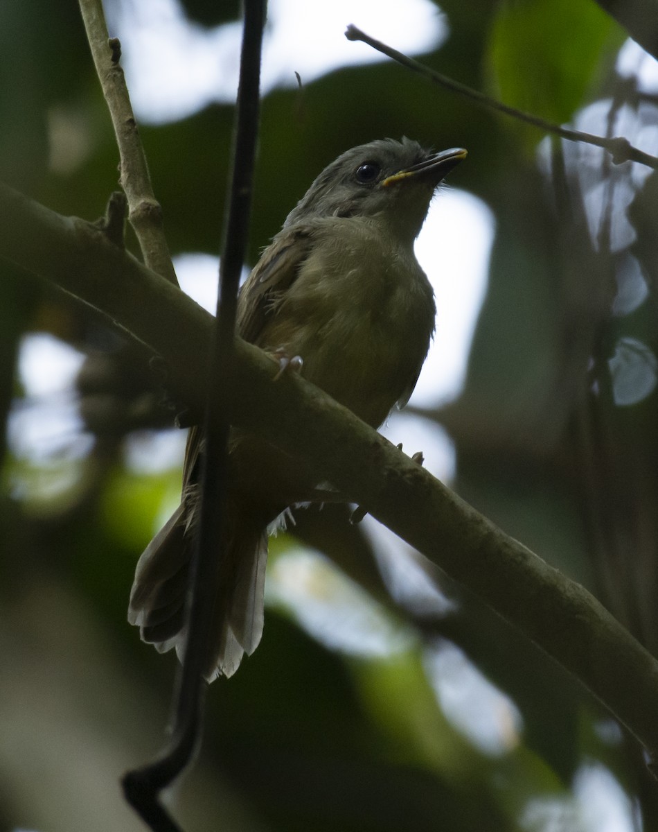 Brown-cheeked Fulvetta - ML622839593