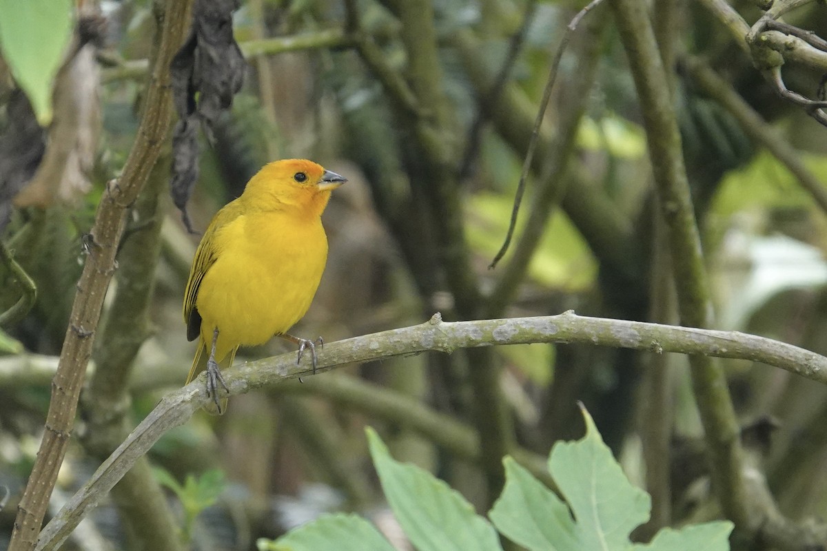 Saffron Finch - Chris McVittie