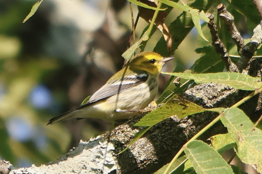 Black-throated Green Warbler - ML622839663