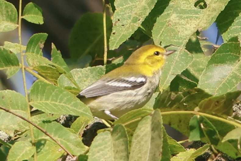 Black-throated Green Warbler - ML622839664