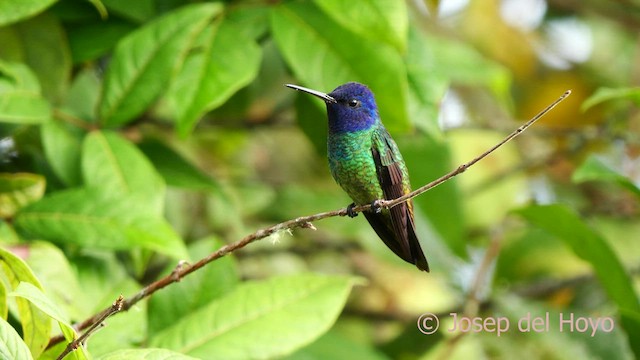 Golden-tailed Sapphire - ML622839681
