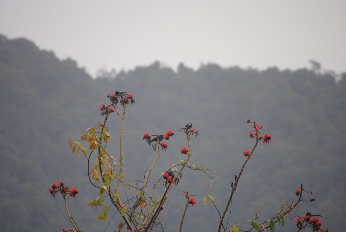 Long-tailed Sibia - Alyssa DeRubeis