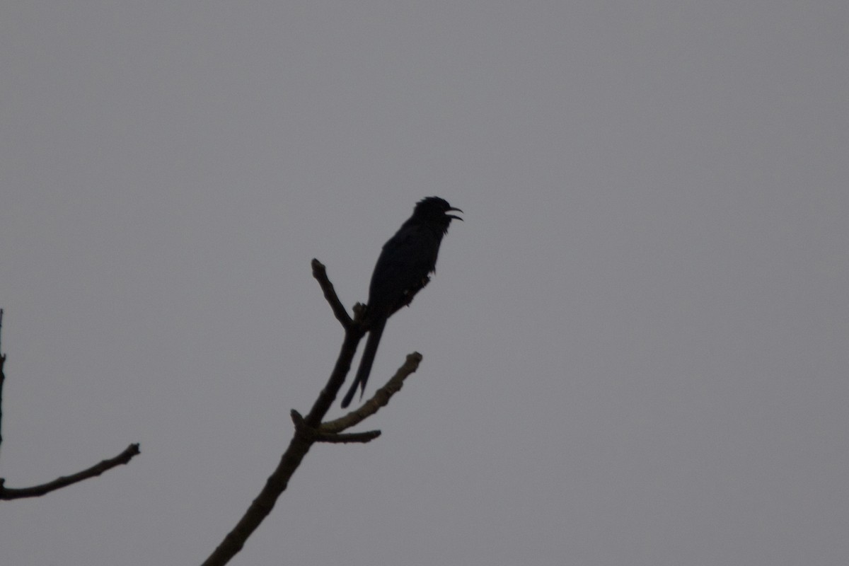 Fork-tailed Drongo-Cuckoo - ML622839717