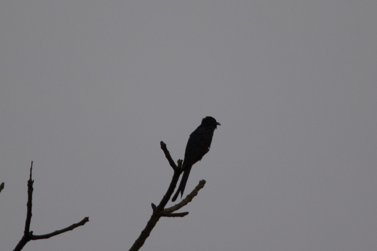 Fork-tailed Drongo-Cuckoo - ML622839718