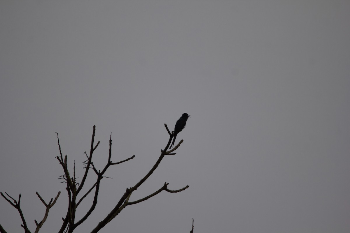 Fork-tailed Drongo-Cuckoo - ML622839719