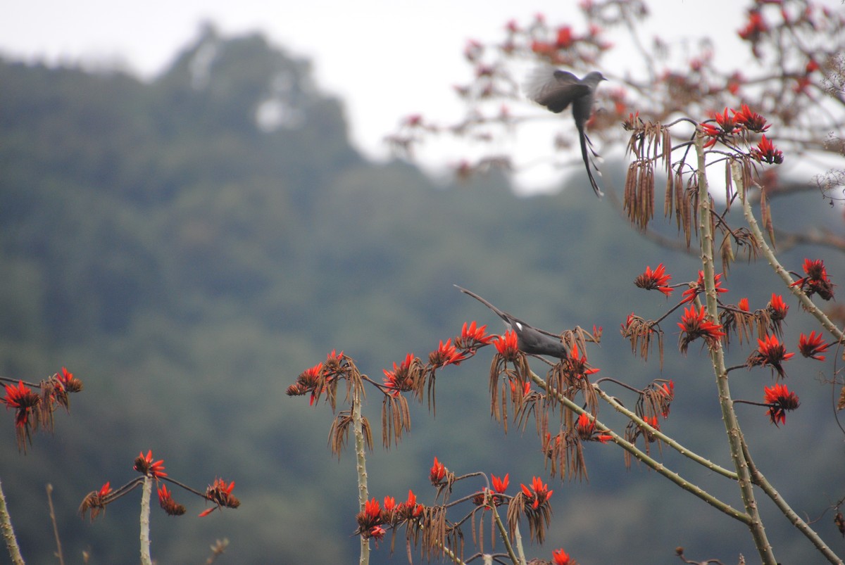 Long-tailed Sibia - Alyssa DeRubeis