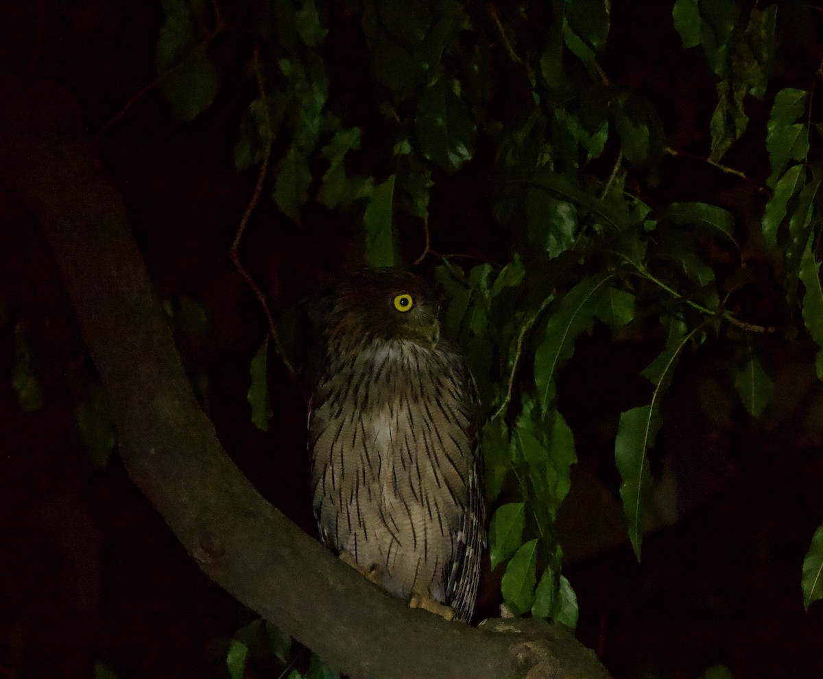 Brown Fish-Owl - ML622839751