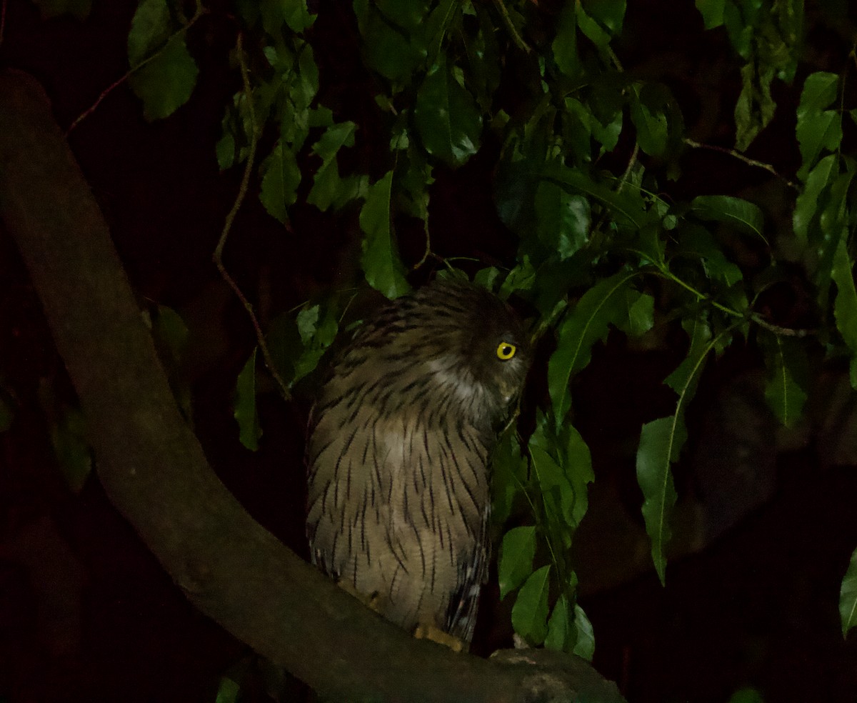 Brown Fish-Owl - ML622839752