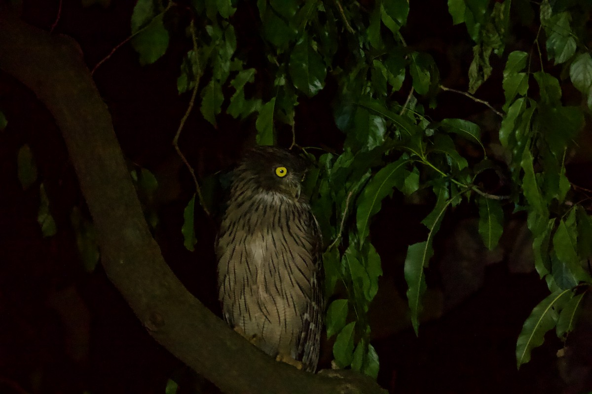 Brown Fish-Owl - ML622839753