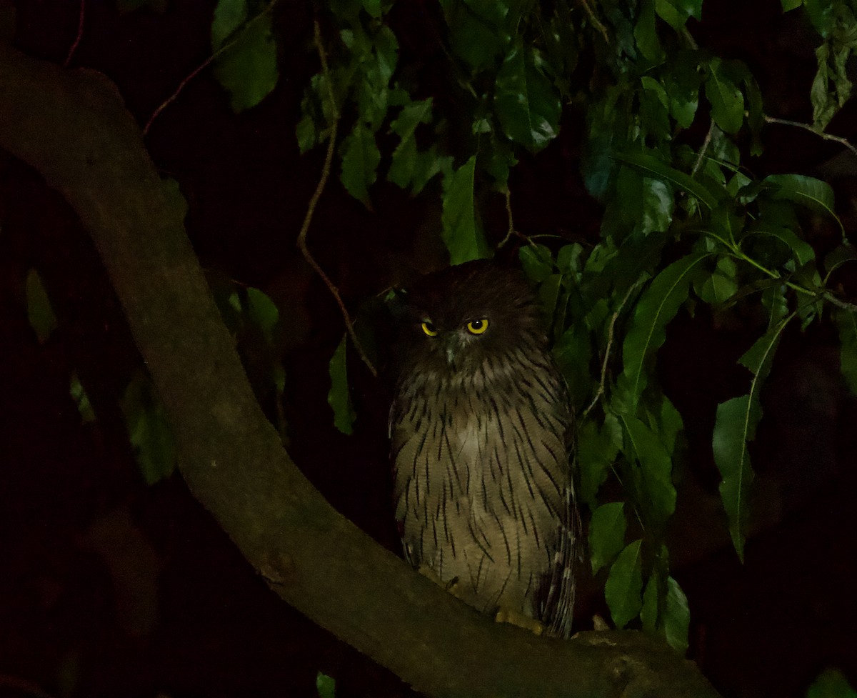 Brown Fish-Owl - ML622839754