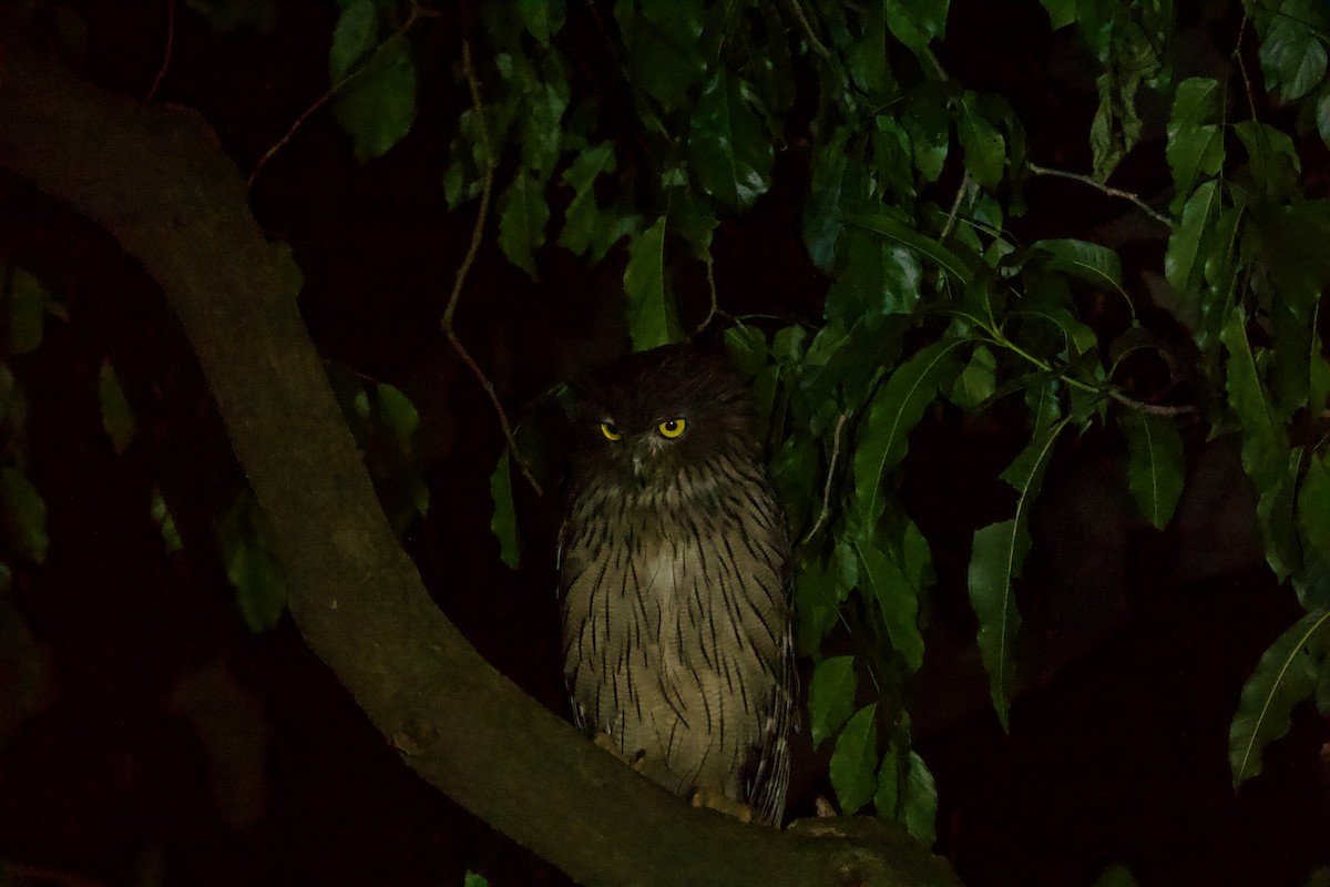 Brown Fish-Owl - ML622839756