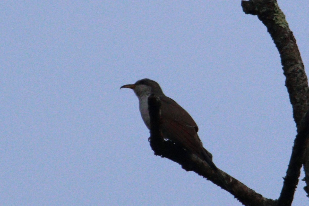 Yellow-billed Cuckoo - James Teitgen